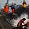 Pesca, Almadraba - Cádiz